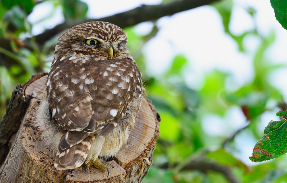 Athene noctua, Steinkauz, Kauz, Little owl