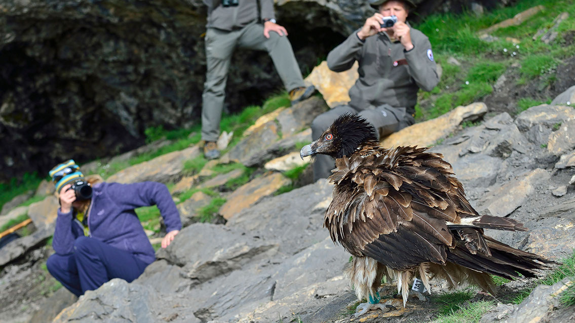 Bartgeier Bartgeier, Gypaète Barbu, Quebrantahuesos, Lämmergeier, Lammergeier,