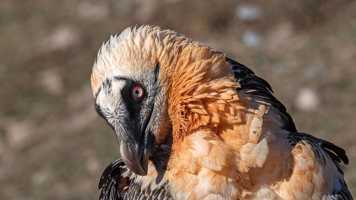 Bartgeier, Gypaète Barbu, Quebrantahuesos, Lämmergeier, Lammergeier, 