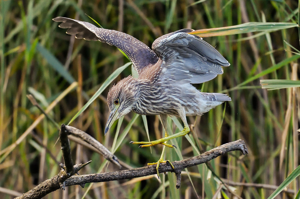 Bartgeier, Gypaète Barbu, Quebrantahuesos, Lämmergeier, Lammergeier, 