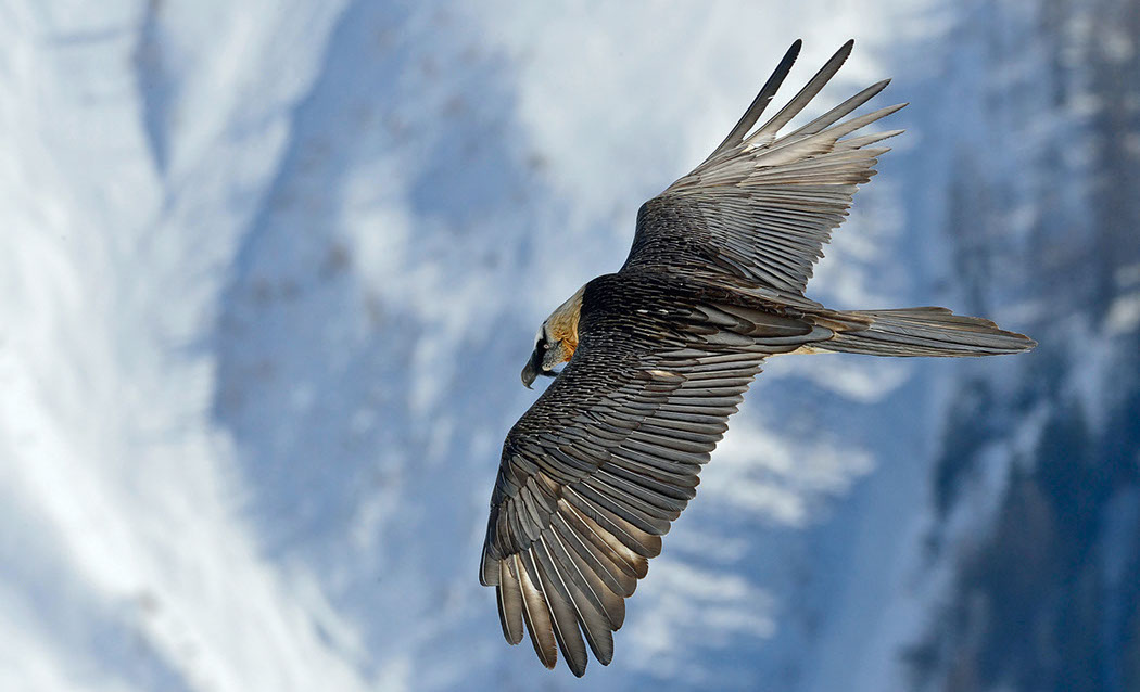 Bartgeier, Gipeto, Lammergeier, Bearded Vulture, Gypaète, Gypaetus barbatus, fliegend, sitzend, Alpen, Swiss Alps, 