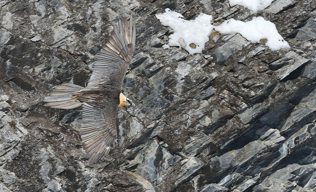 Bartgeier, Gipeto, Lammergeier, Bearded Vulture, Gypaète, Gypaetus barbatus, 