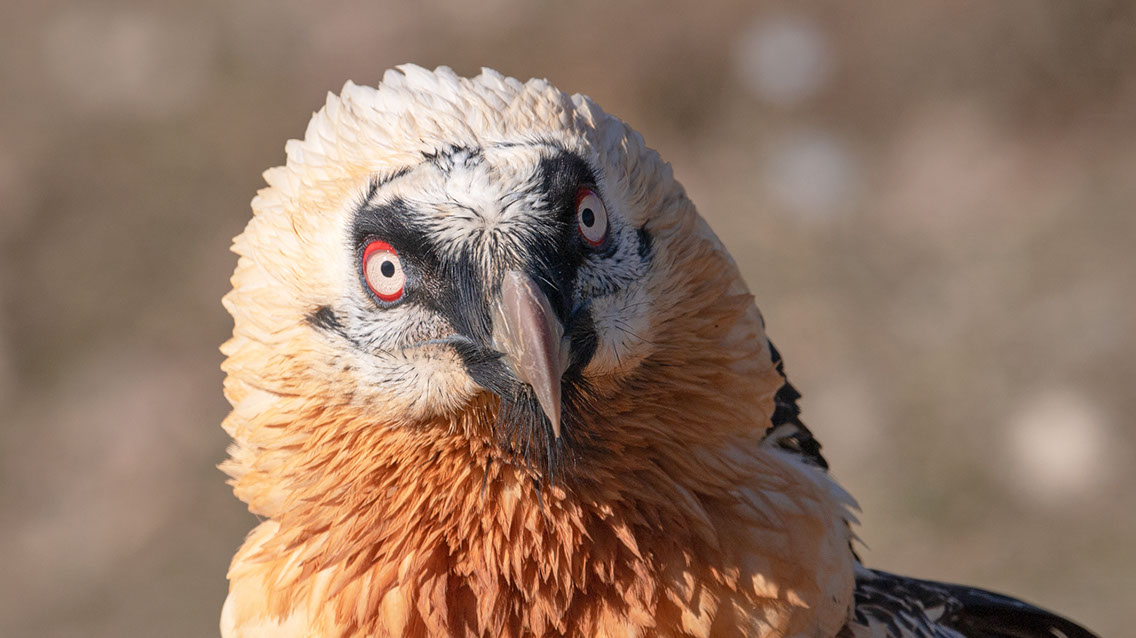 Bartgeier, Gypaète Barbu, Quebrantahuesos, Lämmergeier, Lammergeier, 