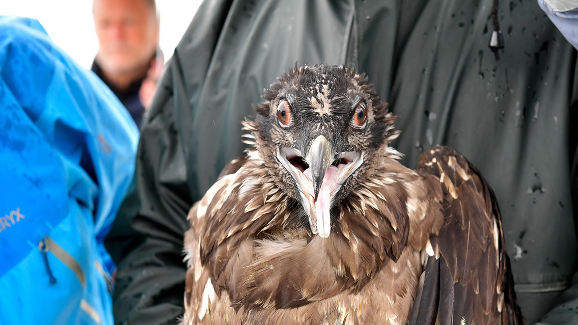 Bartgeier Bartgeier, Gypaète Barbu, Quebrantahuesos, Lämmergeier, Lammergeier,
