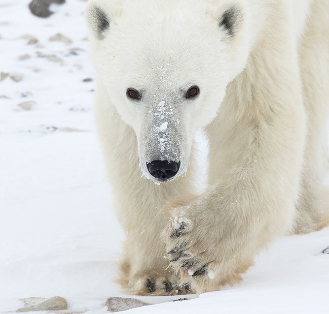 Eisbär, Ursus Maritimus, Polarbear, Eisbären Foto, Eisbärenfotograf
