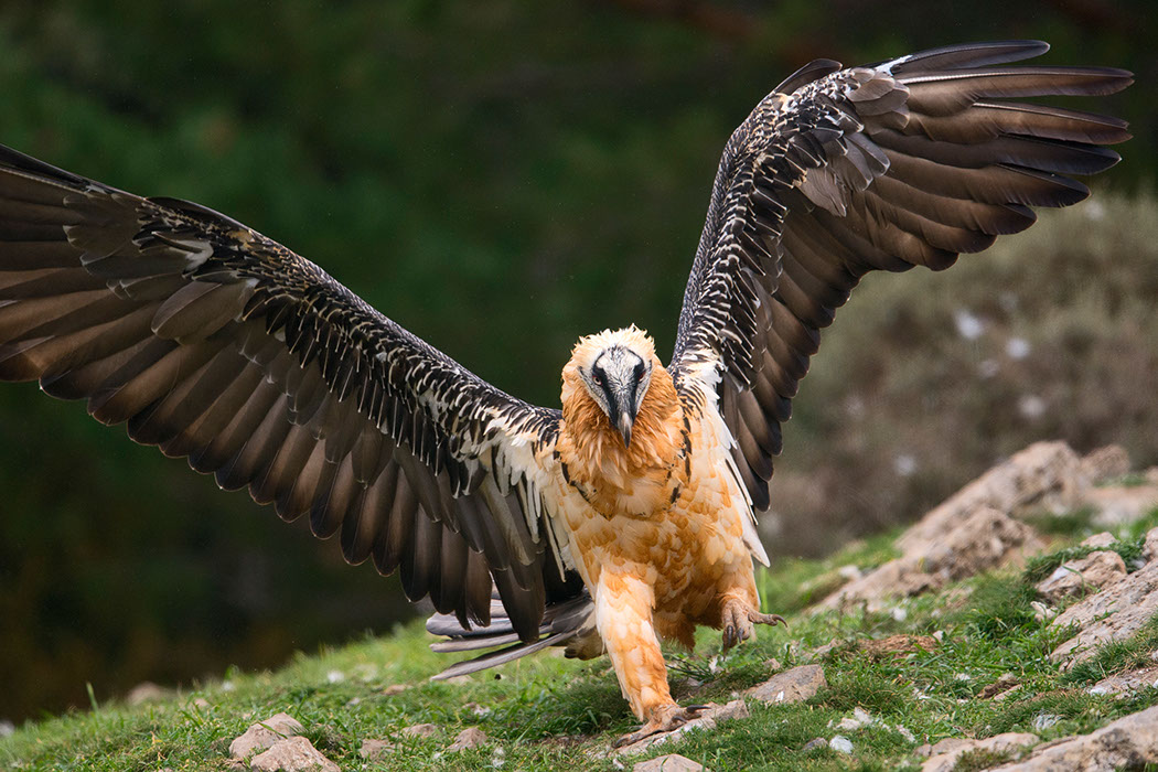 Bartgeier, Gypaète Barbu, Quebrantahuesos, Lämmergeier, Lammergeier, 