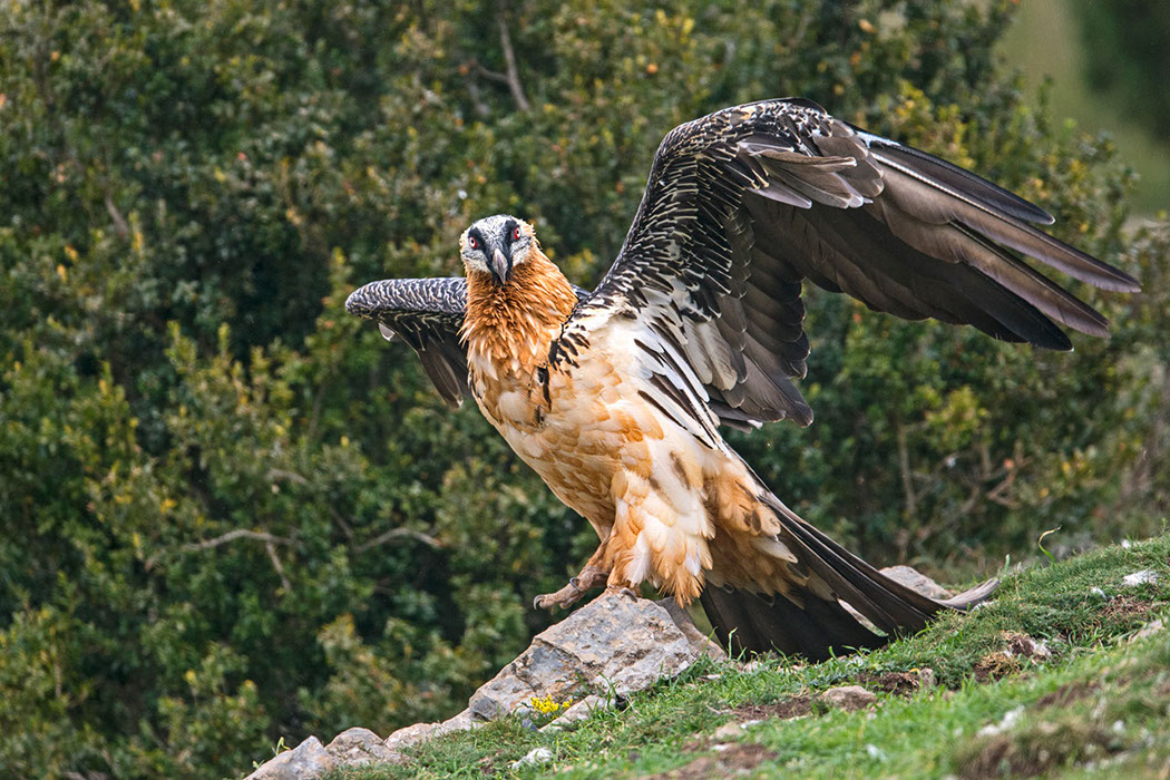 Bartgeier, Gypaète Barbu, Quebrantahuesos, Lämmergeier, Lammergeier, 
