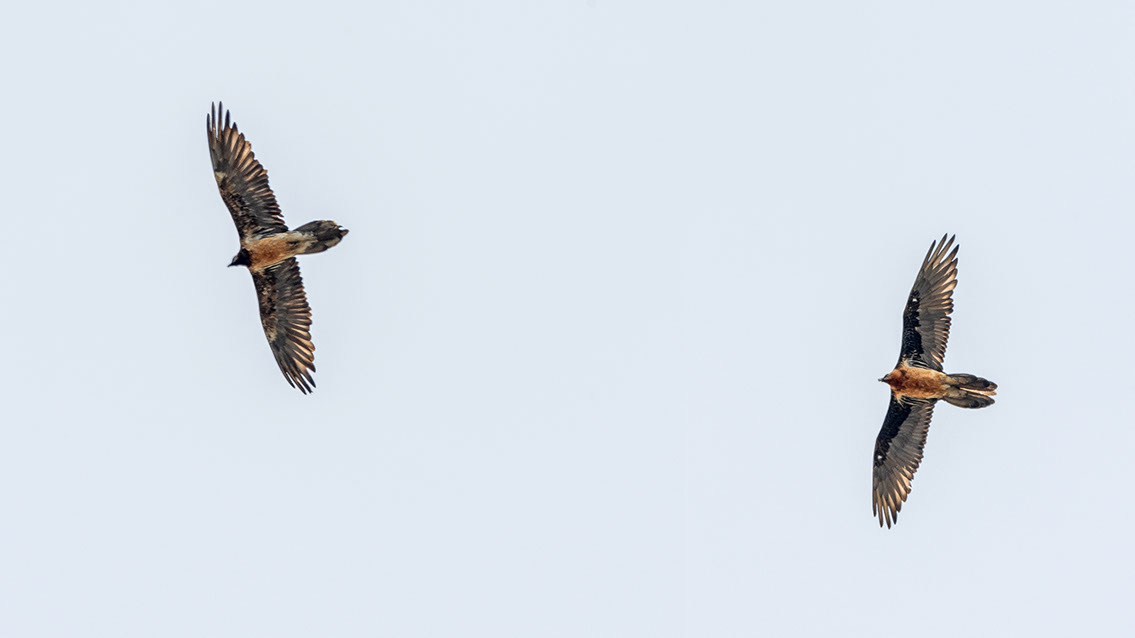 Bartgeier Schweiz Alpen fliegend Adult Gyaéte en vol Lammergeier Bearded Vulture