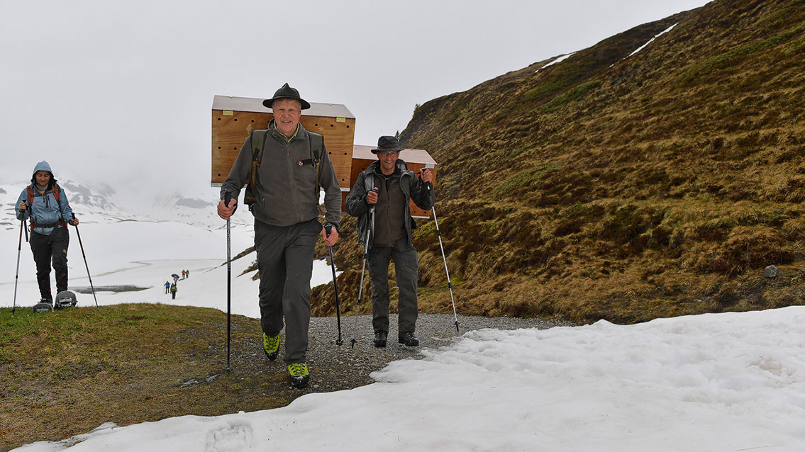 Bartgeier Bartgeier, Gypaète Barbu, Quebrantahuesos, Lämmergeier, Lammergeier,