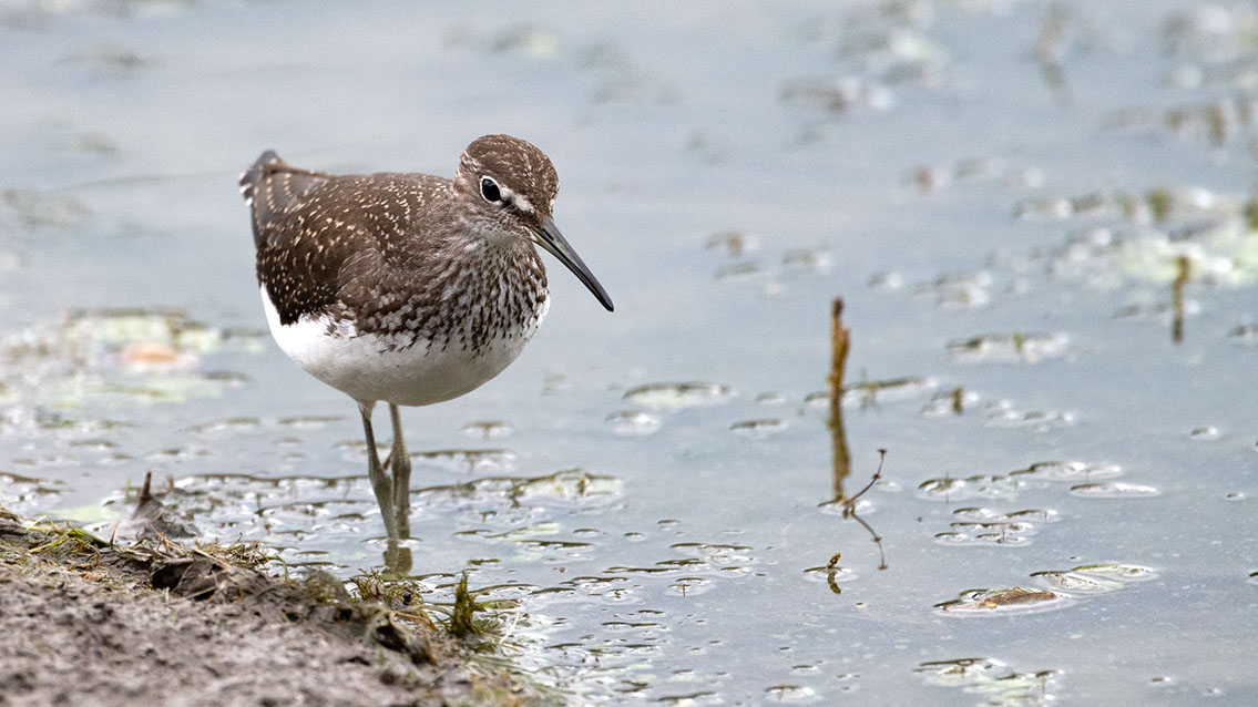 Bartgeier, Gypaète Barbu, Quebrantahuesos, Lämmergeier, Lammergeier, 