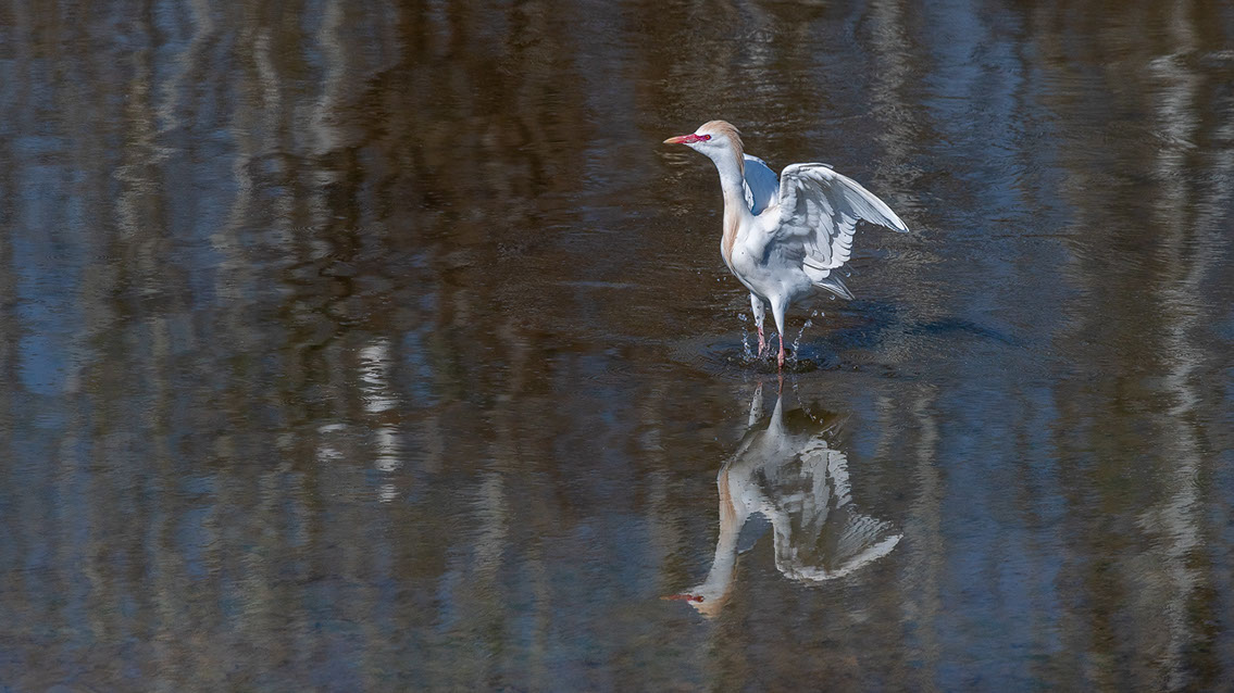 Bartgeier, Gypaète Barbu, Quebrantahuesos, Lämmergeier, Lammergeier, 