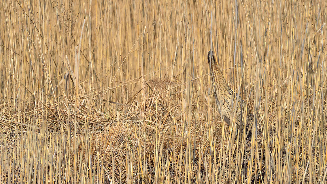Bartgeier, Gypaète Barbu, Quebrantahuesos, Lämmergeier, Lammergeier, 