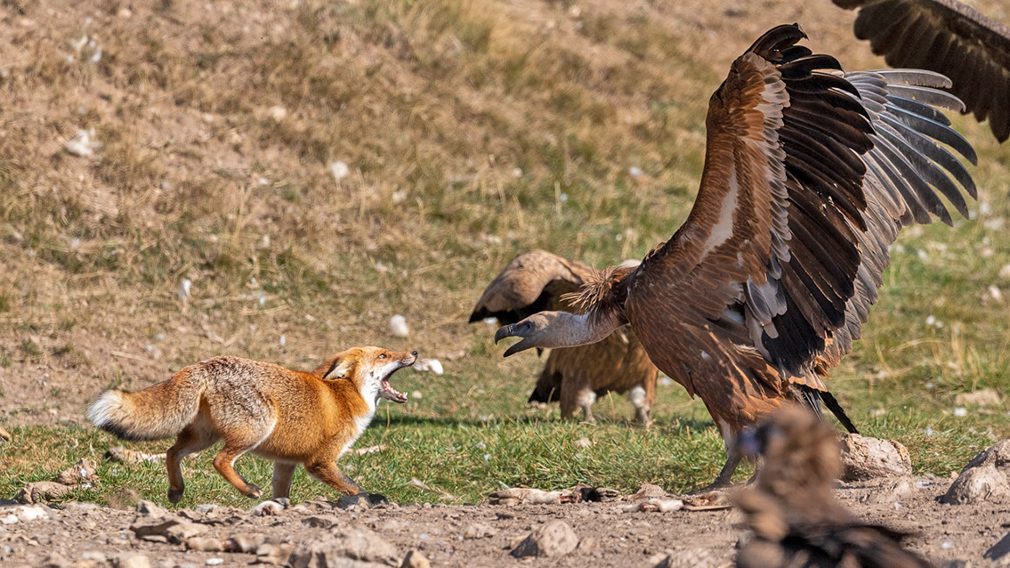 Bartgeier, Gypaète Barbu, Quebrantahuesos, Lämmergeier, Lammergeier, 
