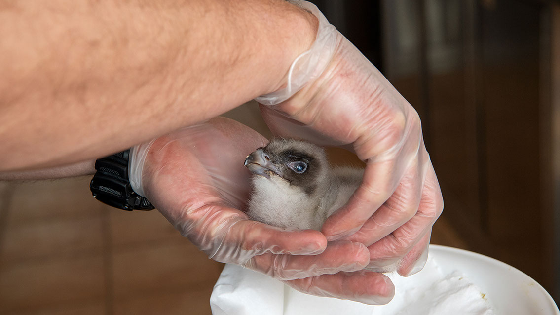 Bartgeier Bartgeier, Gypaète Barbu, Quebrantahuesos, Lämmergeier, Lammergeier,