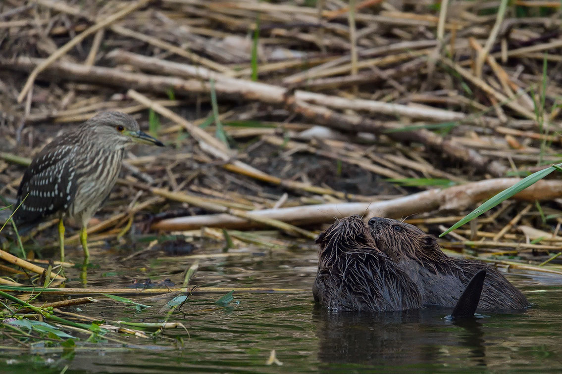 Bartgeier, Gypaète Barbu, Quebrantahuesos, Lämmergeier, Lammergeier, 