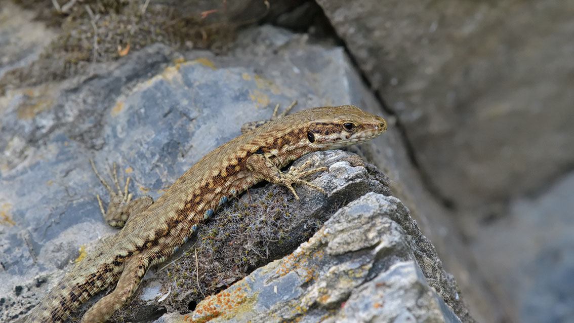 Bartgeier, Gypaète Barbu, Quebrantahuesos, Lämmergeier, Lammergeier, 