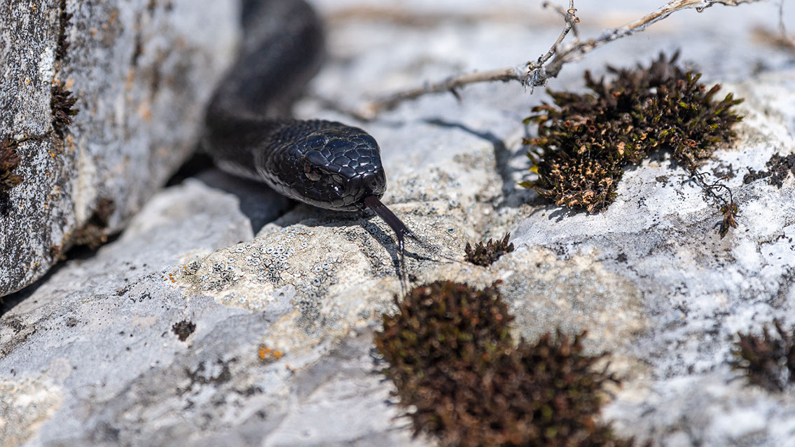 Bartgeier, Gypaète Barbu, Quebrantahuesos, Lämmergeier, Lammergeier, 
