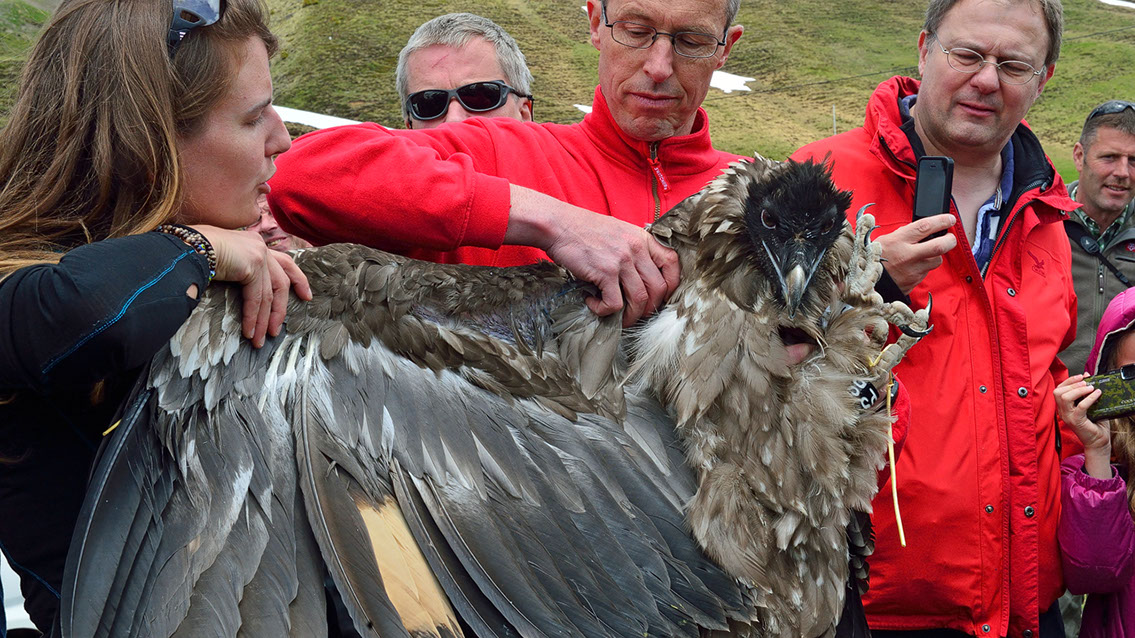Bartgeier Bartgeier, Gypaète Barbu, Quebrantahuesos, Lämmergeier, Lammergeier,