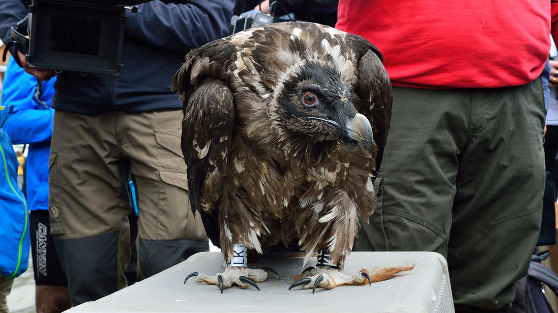 Bartgeier Bartgeier, Gypaète Barbu, Quebrantahuesos, Lämmergeier, Lammergeier,