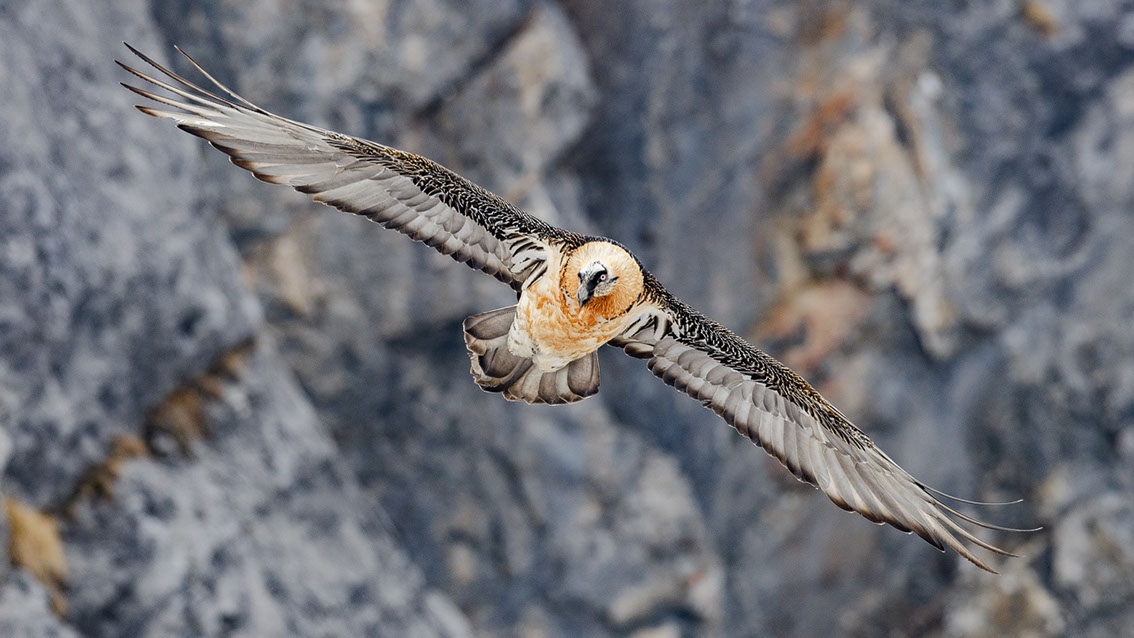Bartgeier, Gipeto, Lammergeier, Bearded Vulture, Gypaète, Gypaetus barbatus, 