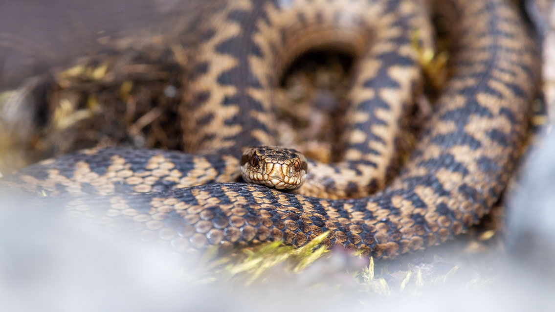 Bartgeier, Gypaète Barbu, Quebrantahuesos, Lämmergeier, Lammergeier, 