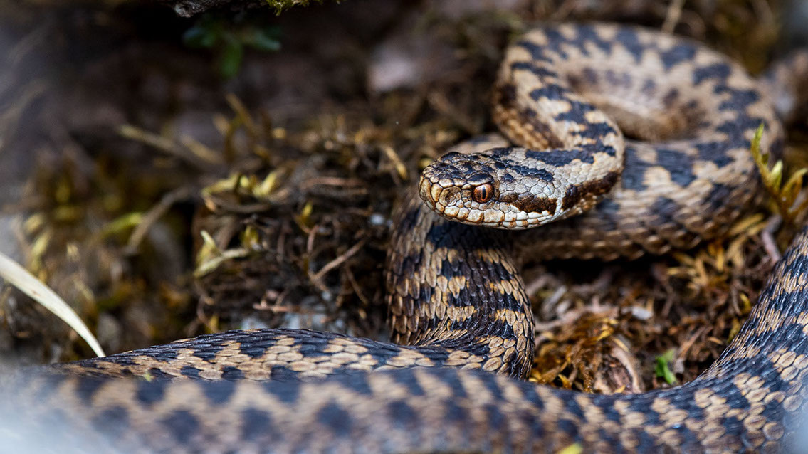 Bartgeier, Gypaète Barbu, Quebrantahuesos, Lämmergeier, Lammergeier, 