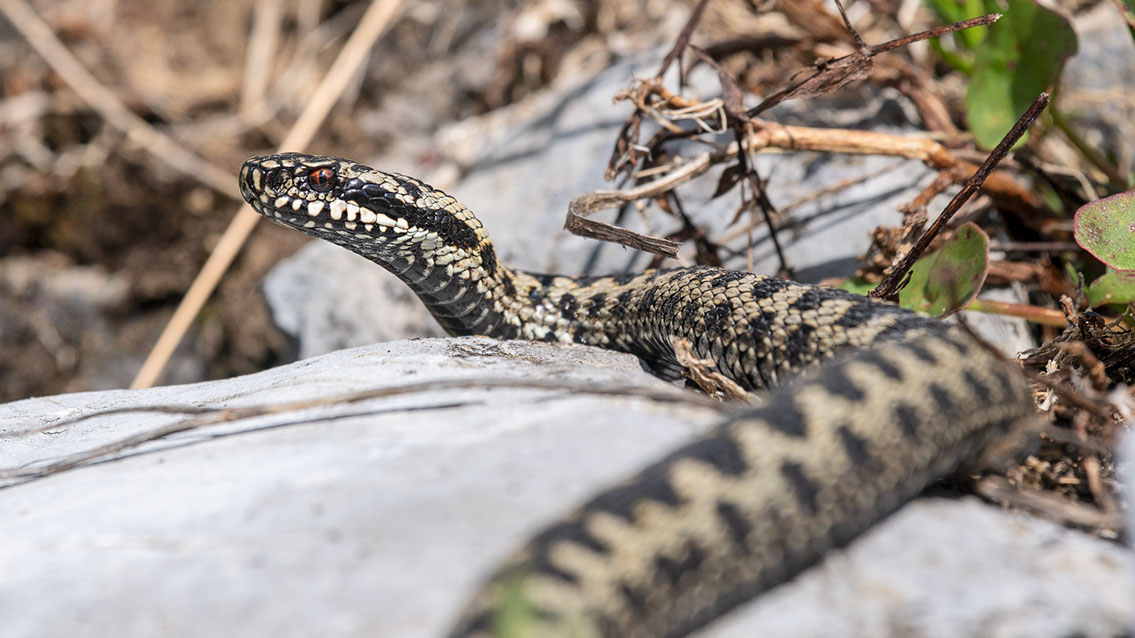 Bartgeier, Gypaète Barbu, Quebrantahuesos, Lämmergeier, Lammergeier, 