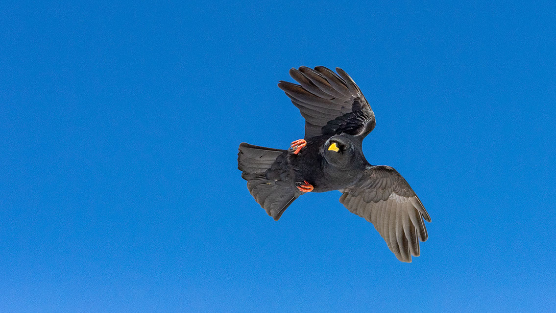 Bartgeier, Gypaète Barbu, Quebrantahuesos, Lämmergeier, Lammergeier, 