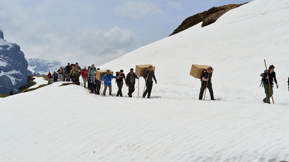 Bartgeier Bartgeier, Gypaète Barbu, Quebrantahuesos, Lämmergeier, Lammergeier,