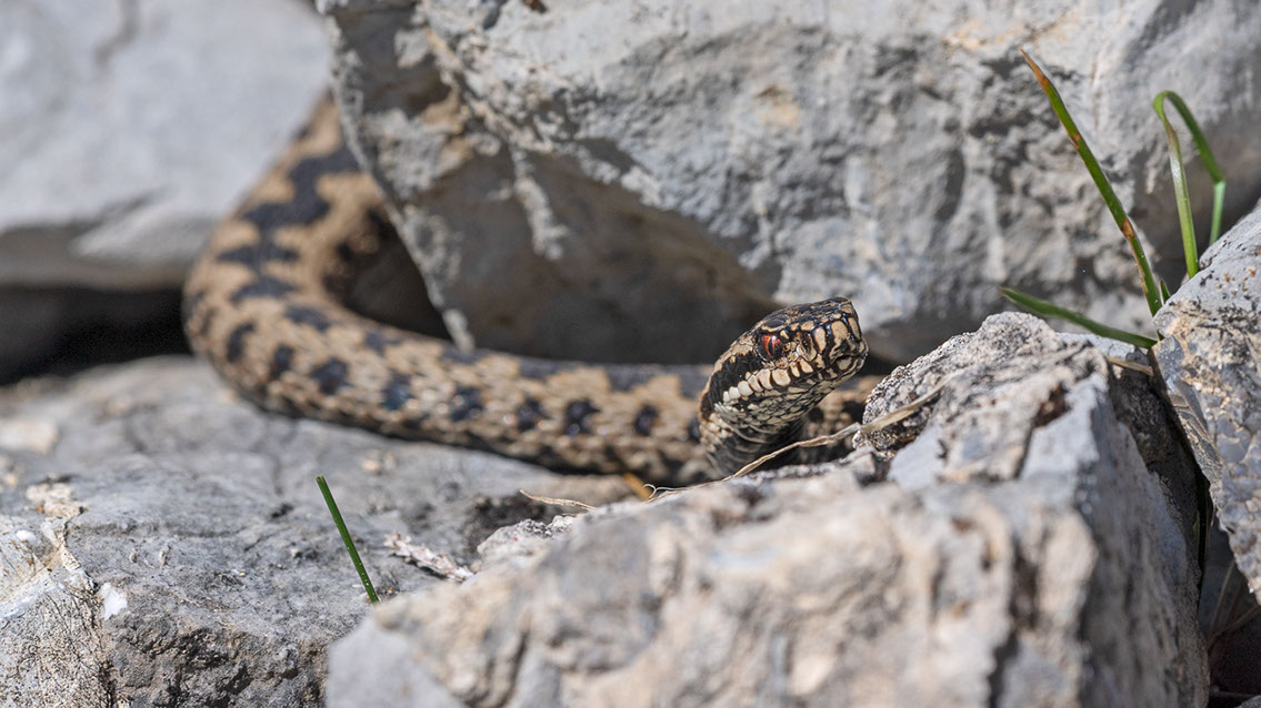 Bartgeier, Gypaète Barbu, Quebrantahuesos, Lämmergeier, Lammergeier, 