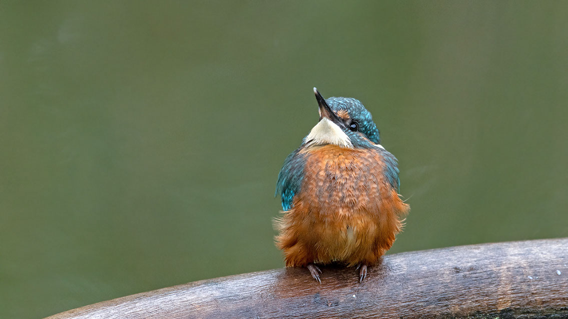Bartgeier Bartgeier, Gypaète Barbu, Quebrantahuesos, Lämmergeier, Lammergeier,