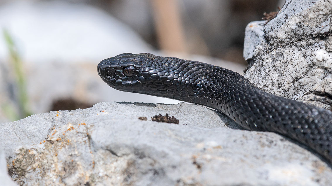 Bartgeier, Gypaète Barbu, Quebrantahuesos, Lämmergeier, Lammergeier, 