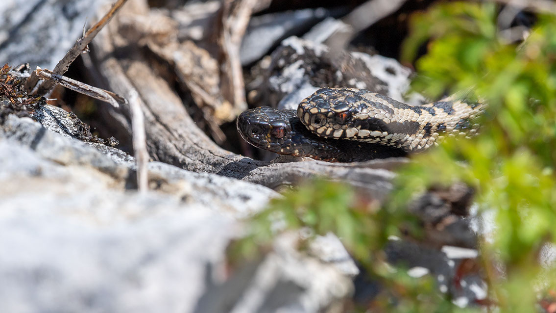 Bartgeier, Gypaète Barbu, Quebrantahuesos, Lämmergeier, Lammergeier, 