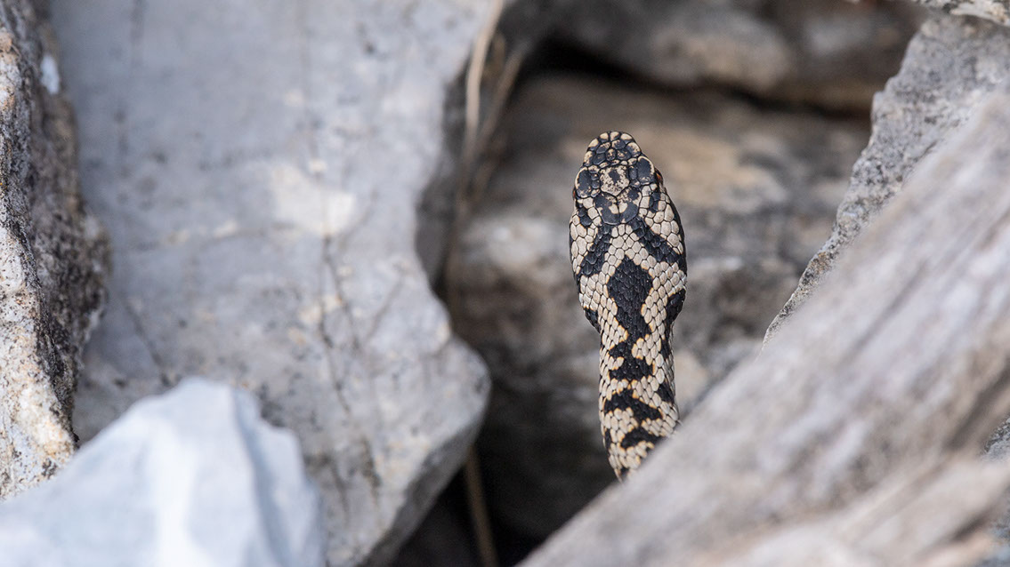 Bartgeier, Gypaète Barbu, Quebrantahuesos, Lämmergeier, Lammergeier, 