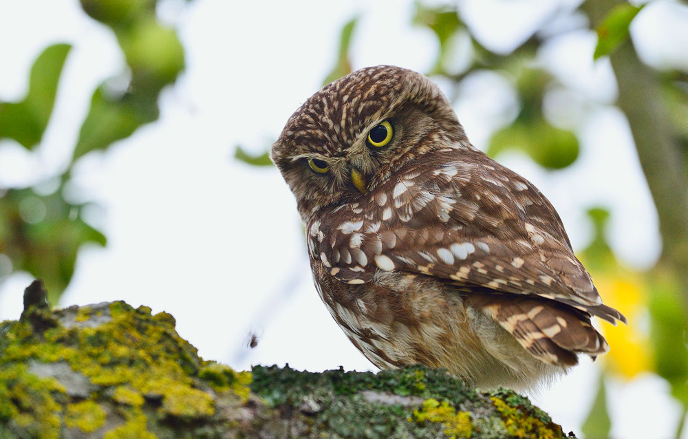 Athene noctua, Steinkauz, Kauz, Little owl