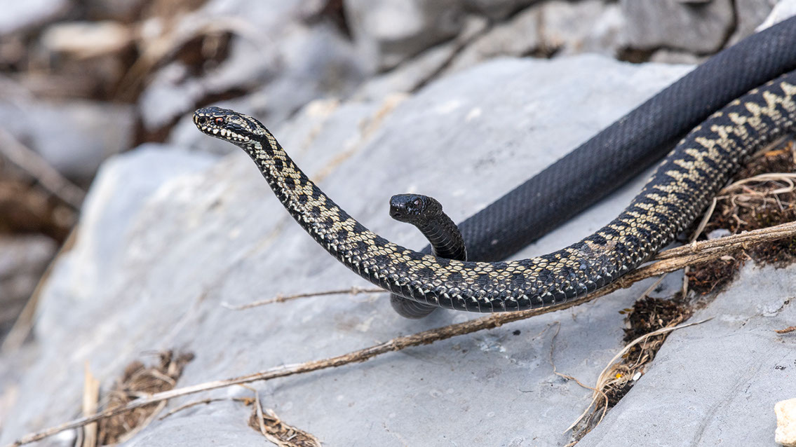 Bartgeier, Gypaète Barbu, Quebrantahuesos, Lämmergeier, Lammergeier, 