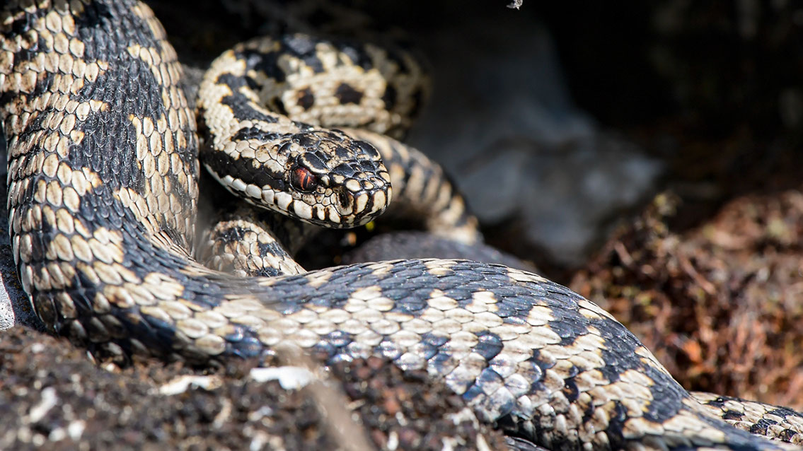 Bartgeier, Gypaète Barbu, Quebrantahuesos, Lämmergeier, Lammergeier, 