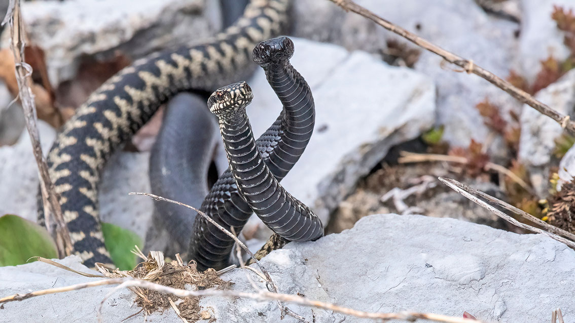 Bartgeier, Gypaète Barbu, Quebrantahuesos, Lämmergeier, Lammergeier, 