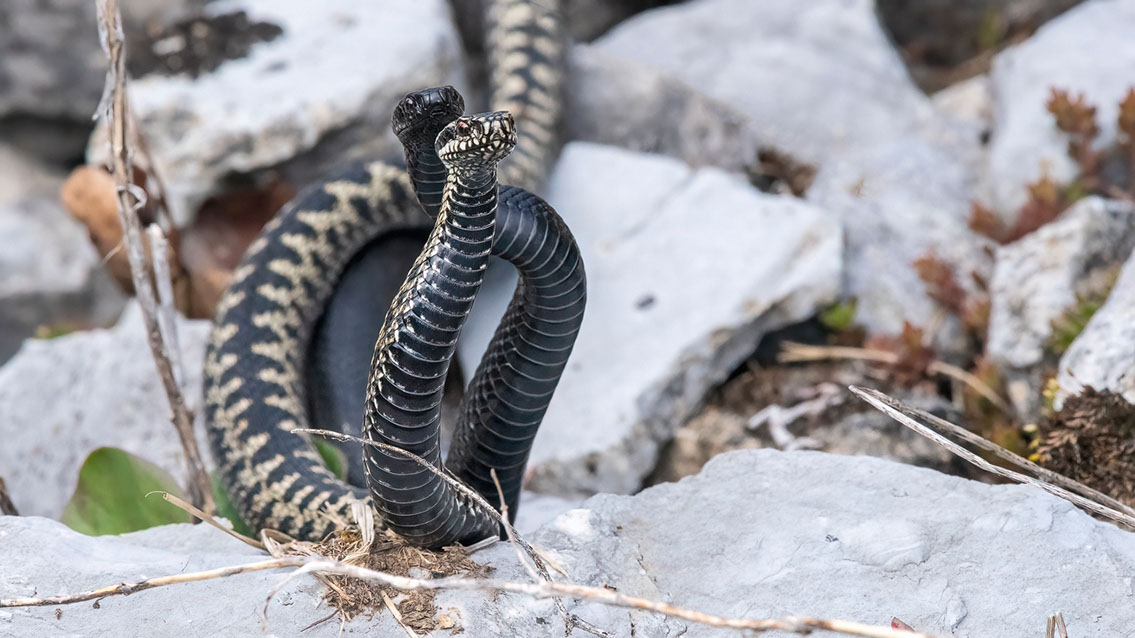 Bartgeier, Gypaète Barbu, Quebrantahuesos, Lämmergeier, Lammergeier, 