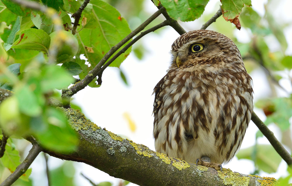 Athene noctua, Steinkauz, Kauz, Little owl