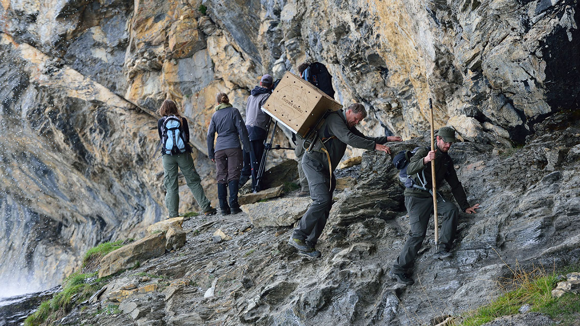 Bartgeier Bartgeier, Gypaète Barbu, Quebrantahuesos, Lämmergeier, Lammergeier,