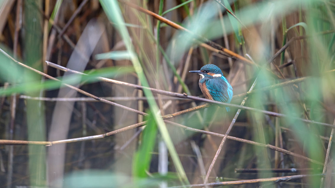 Bartgeier Bartgeier, Gypaète Barbu, Quebrantahuesos, Lämmergeier, Lammergeier,