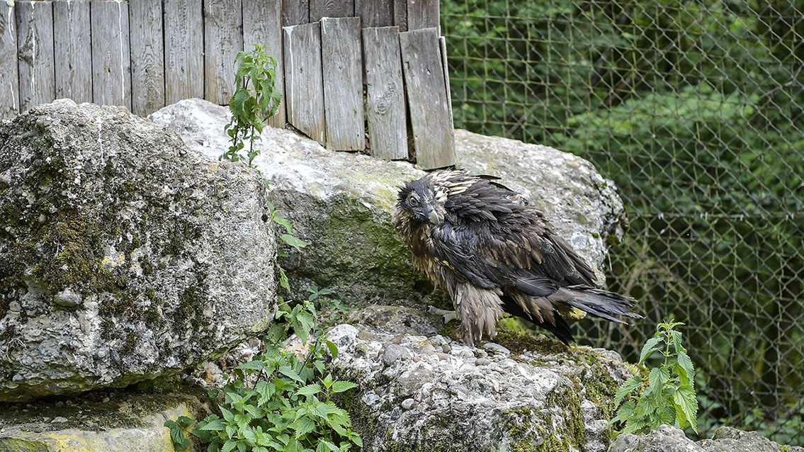 Bartgeier Bartgeier, Gypaète Barbu, Quebrantahuesos, Lämmergeier, Lammergeier,