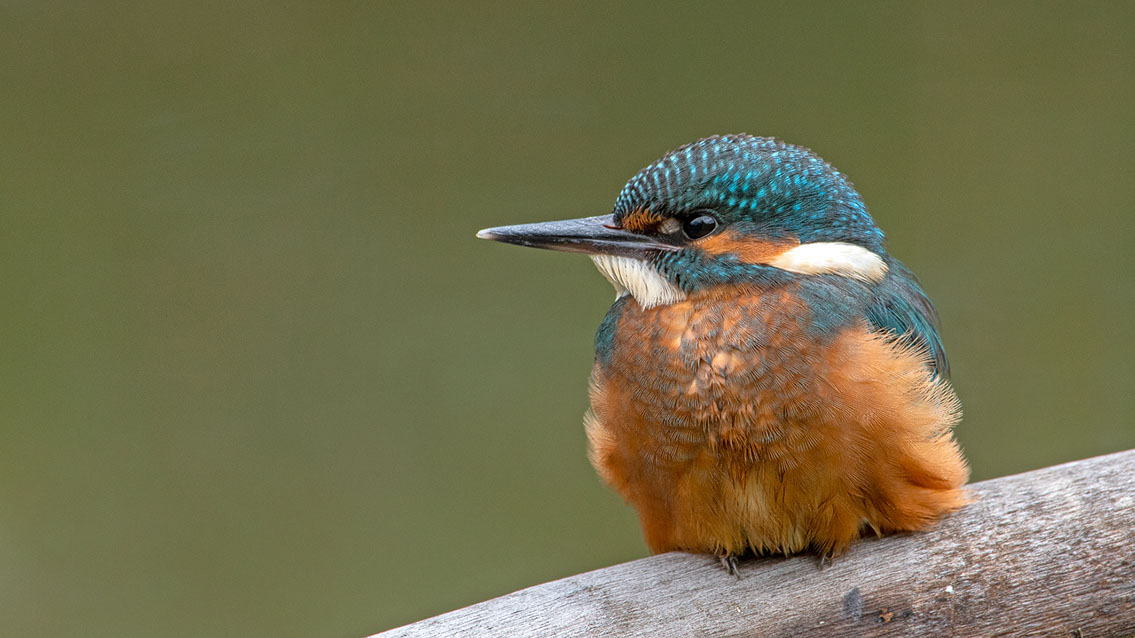 Bartgeier Bartgeier, Gypaète Barbu, Quebrantahuesos, Lämmergeier, Lammergeier,
