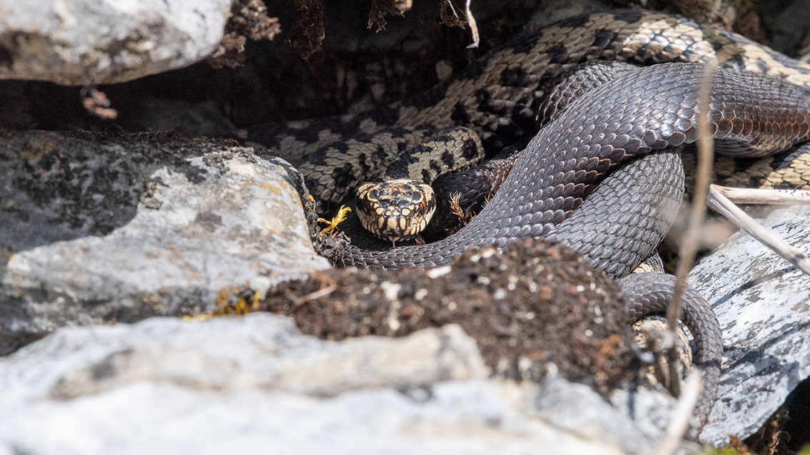 Bartgeier, Gypaète Barbu, Quebrantahuesos, Lämmergeier, Lammergeier, 