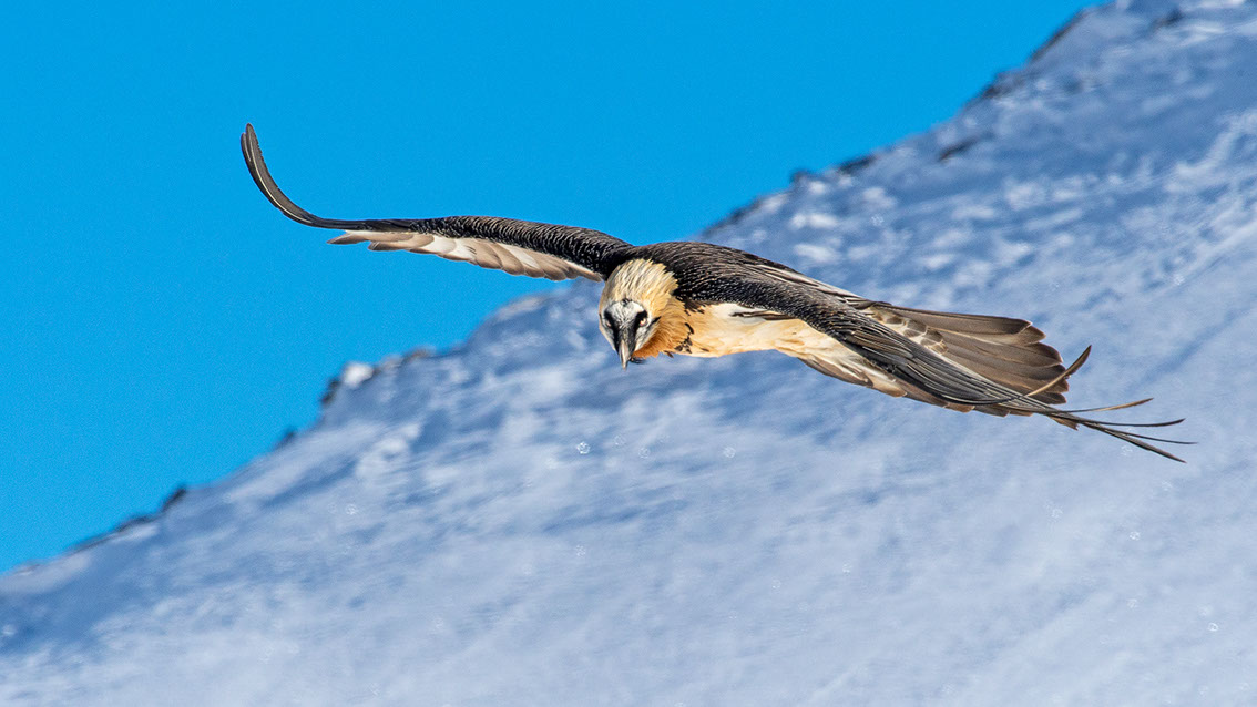 Bartgeier, Gipeto, Lammergeier, Bearded Vulture, Gypaète, Gypaetus barbatus, fliegend, sitzend, Alpen, Swiss Alps, 