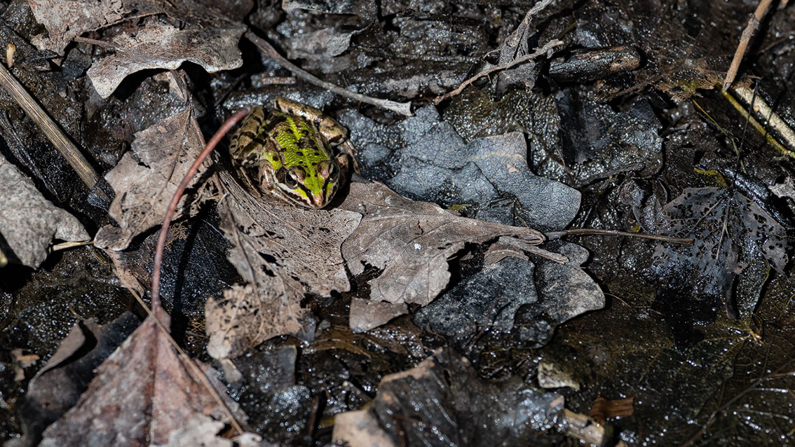 Bartgeier, Gypaète Barbu, Quebrantahuesos, Lämmergeier, Lammergeier, 