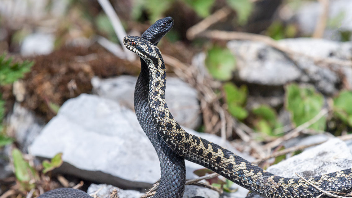 Bartgeier, Gypaète Barbu, Quebrantahuesos, Lämmergeier, Lammergeier, 