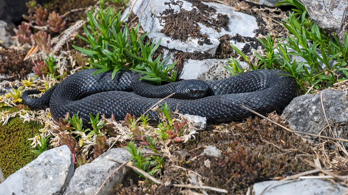 Bartgeier, Gypaète Barbu, Quebrantahuesos, Lämmergeier, Lammergeier, 