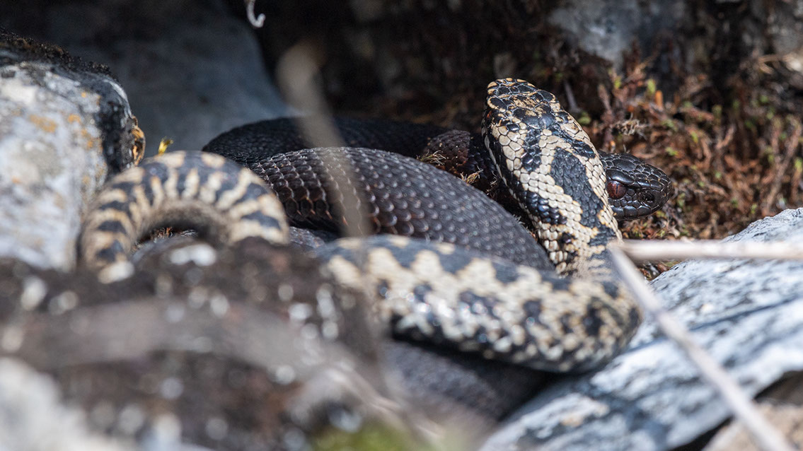 Bartgeier, Gypaète Barbu, Quebrantahuesos, Lämmergeier, Lammergeier, 